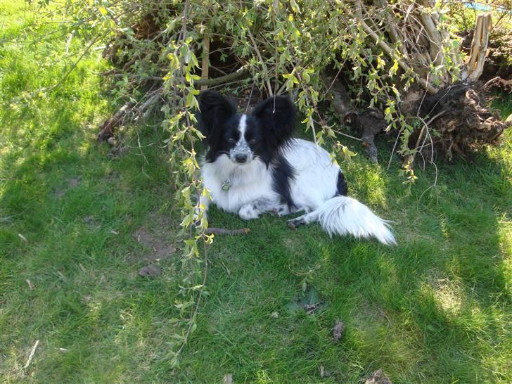 Papillon Simba billede 14