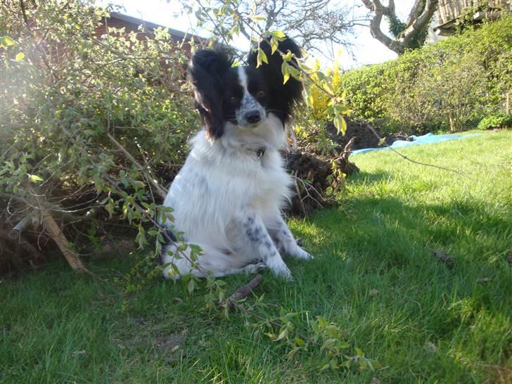 Papillon Simba billede 15