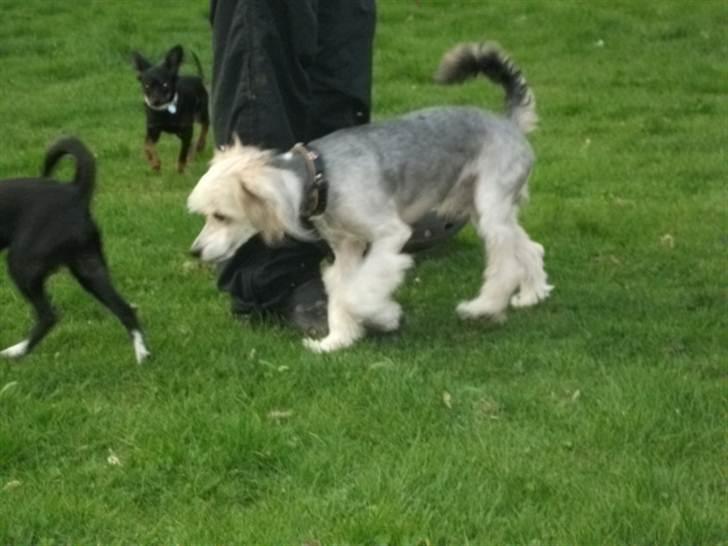 Chinese crested powder puff Mexi Nero Himmelhund billede 9