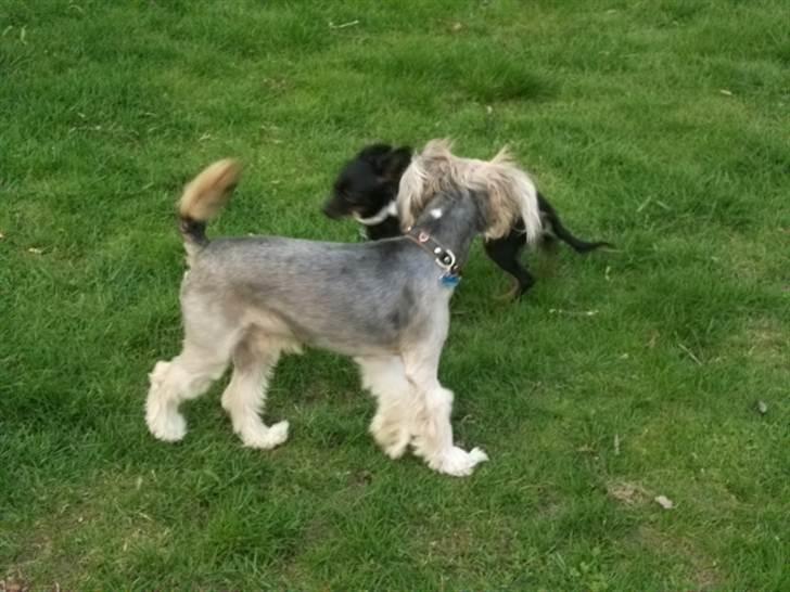 Chinese crested powder puff Mexi Nero Himmelhund billede 10