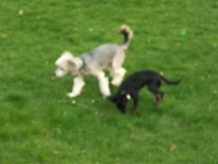 Chinese crested powder puff Mexi Nero Himmelhund billede 11