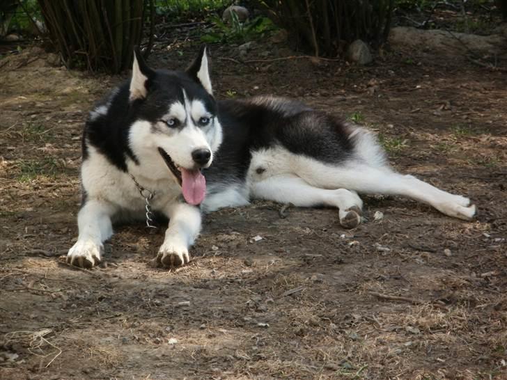 Siberian husky Demon - puha det er varmt, når man har leget med Husky og Aros billede 7