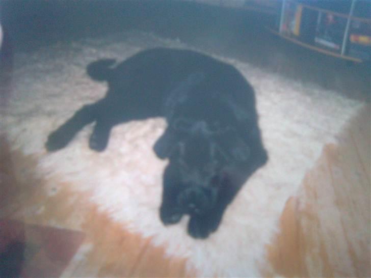 Blanding af racer R*I*P Sofus  - Stadig "lille" ;-) billede 2