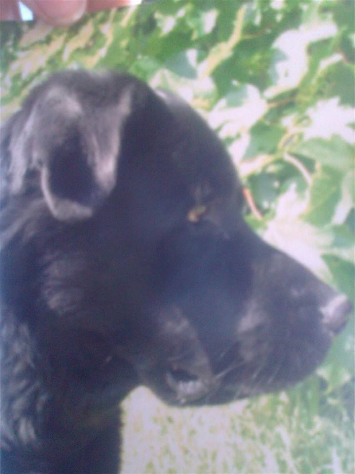 Blanding af racer R*I*P Sofus  - Noget pusler i buskene.... grrr.... billede 3