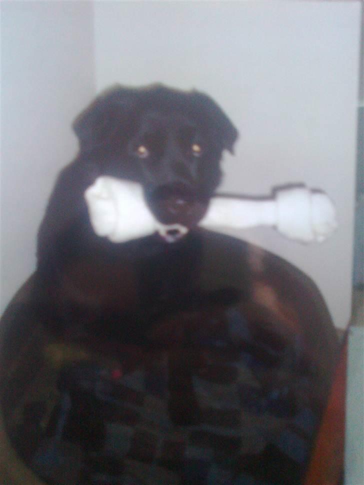 Blanding af racer R*I*P Sofus  - Mums... billede 4