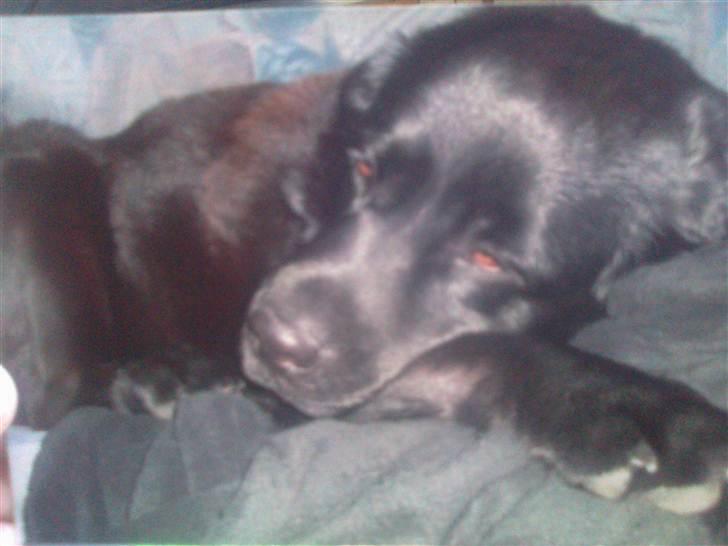 Blanding af racer R*I*P Sofus  - Sofus er dårlig efter nat ved doktor dyr, da han ska have fjernet en vorte... billede 6