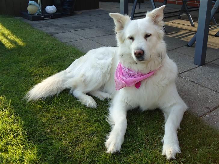 Blanding af racer Daisy billede 1