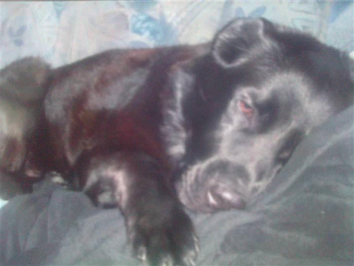 Blanding af racer R*I*P Sofus  - Åhhh så skidt så skidt... godt med en sofa... billede 7