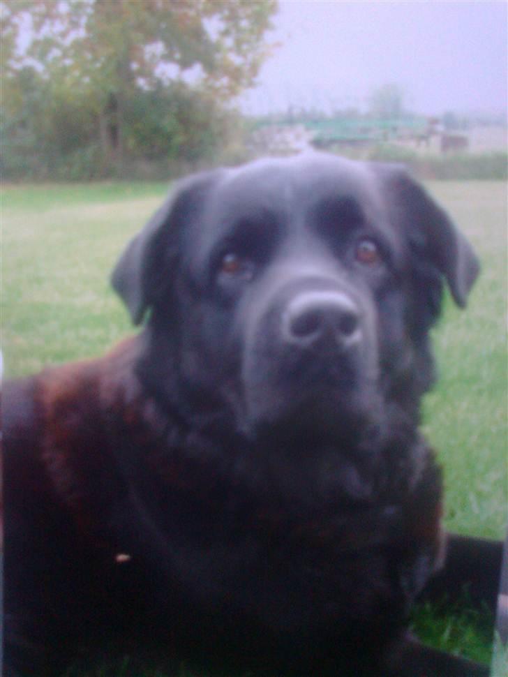 Blanding af racer R*I*P Sofus  - En slapper i haven. billede 8