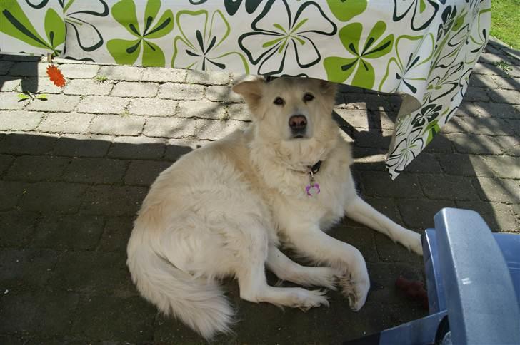 Blanding af racer Daisy billede 2