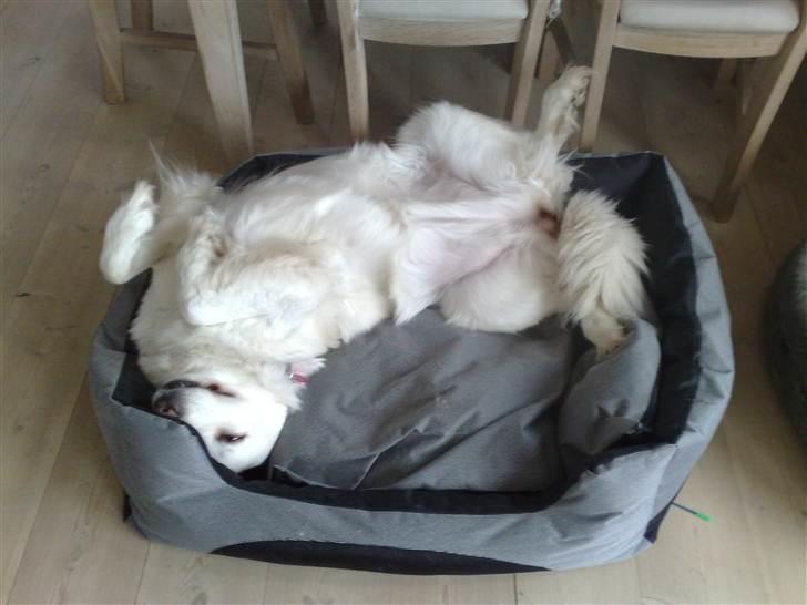 Blanding af racer Daisy - Man ligger godt i den nye hundekurv.. billede 3