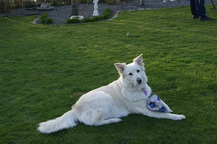 Blanding af racer Daisy - Nogen der gider lege?? billede 4