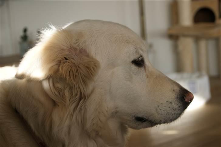 Blanding af racer Daisy billede 5