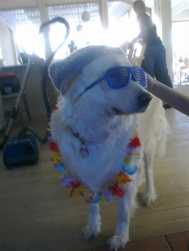 Blanding af racer Daisy - Hey joooo billede 6