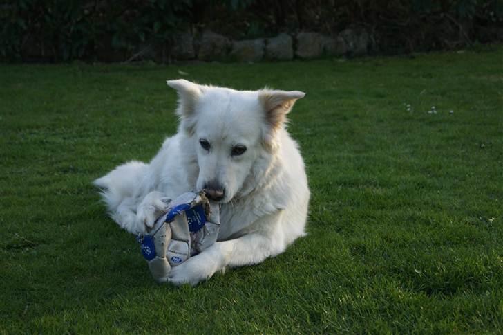 Blanding af racer Daisy billede 7