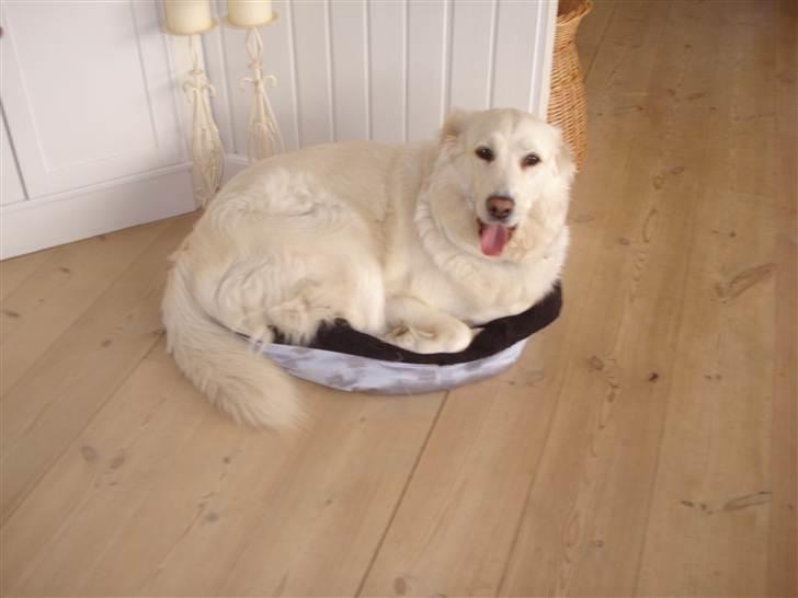 Blanding af racer Daisy - En kattekurv kan også bruges.. billede 8