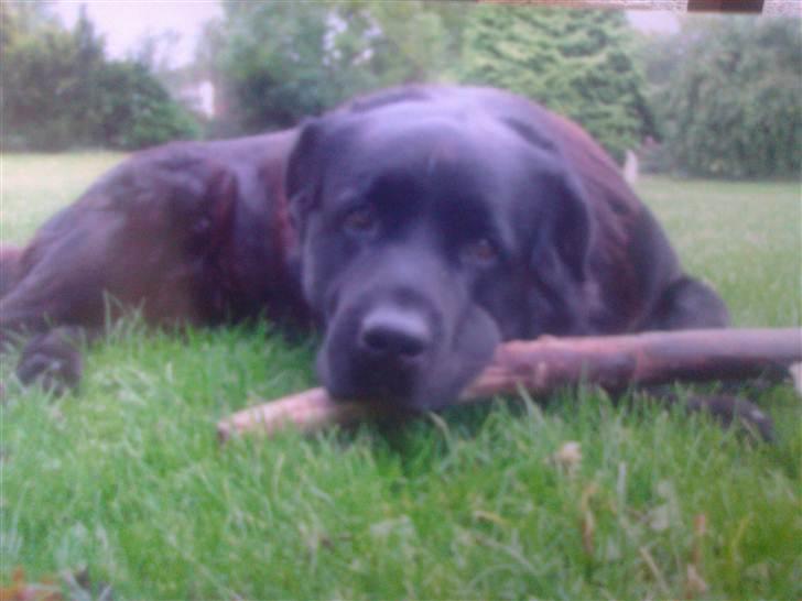 Blanding af racer R*I*P Sofus  - Det er MIN pind.... lægger mig bar på den... billede 9