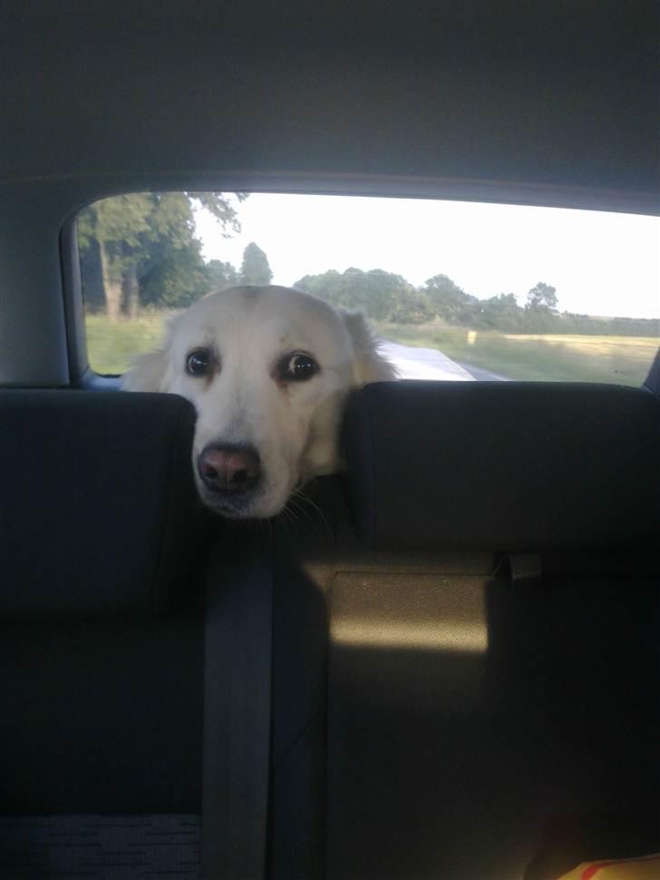 Blanding af racer Daisy - Uhhh hader at køre bil !! billede 9