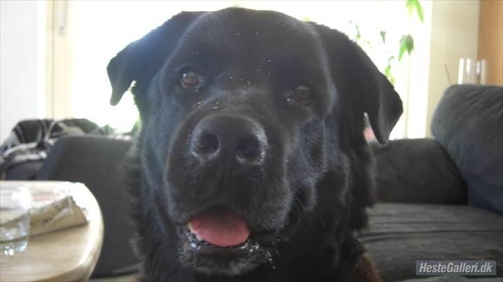 Blanding af racer R*I*P Sofus  - Fnulder og græsfrø på næsen... der er hvis én der har været i marken ;-) billede 10