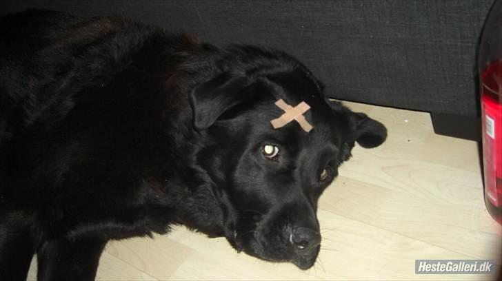 Blanding af racer R*I*P Sofus  - Haha... Mor ligger med halskrave efter biluheld så Sofus er solidarisk... Åh den hund er sku så kær hehe billede 11