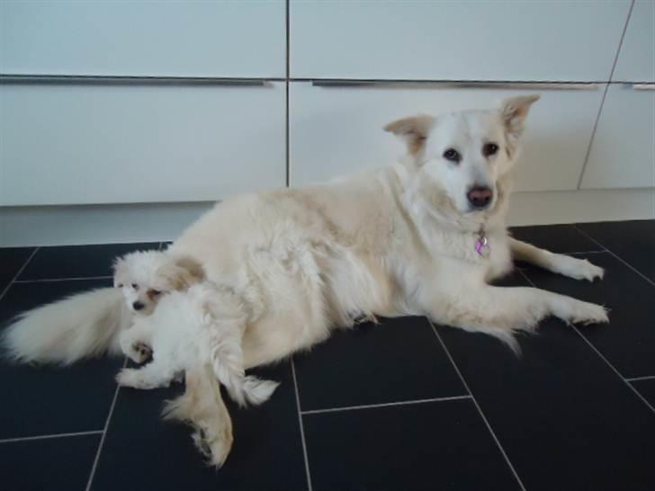 Blanding af racer Daisy - Min legekammerat Teddy & mig.. billede 10