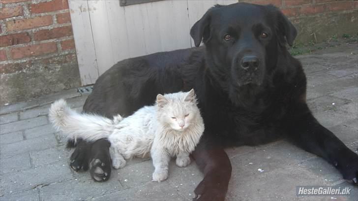 Blanding af racer R*I*P Sofus  - En kærlig stund med katen Bamse billede 16