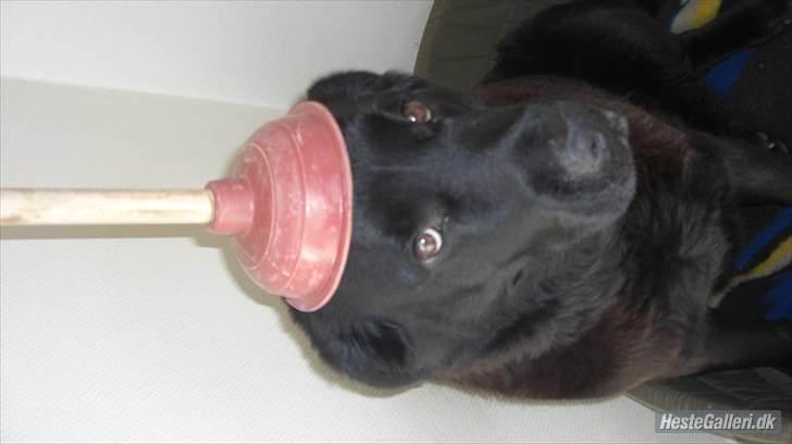 Blanding af racer R*I*P Sofus  - Hmm godt den ikk er brugt den her mor :-S  hehe man kan jo alt med den hund... det er sku helt uhyggeligt hva han finder sig i... billede 17