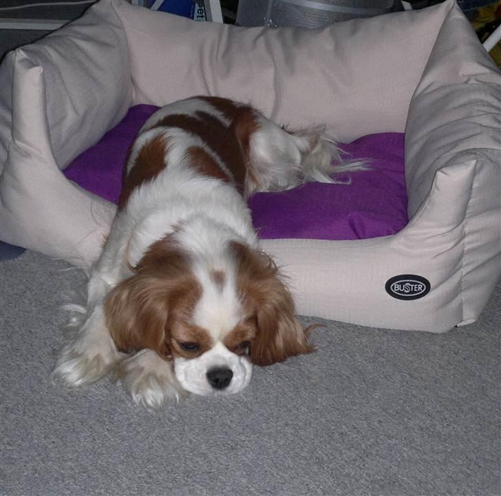 Cavalier king charles spaniel Cirkeline (Himmelhund d. 22. november 2016) - Sille er blevet for glad for sin nye seng. Nu gider hun kun og overveje at komme op i sofaen til mor. Men hun endte med at sove videre på vej ud af sin seng :-) billede 11