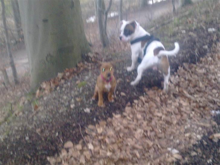 Staffordshire bull terrier Shady  billede 9