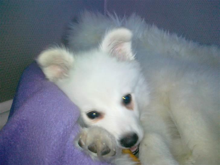 Japansk spids Nuka billede 6