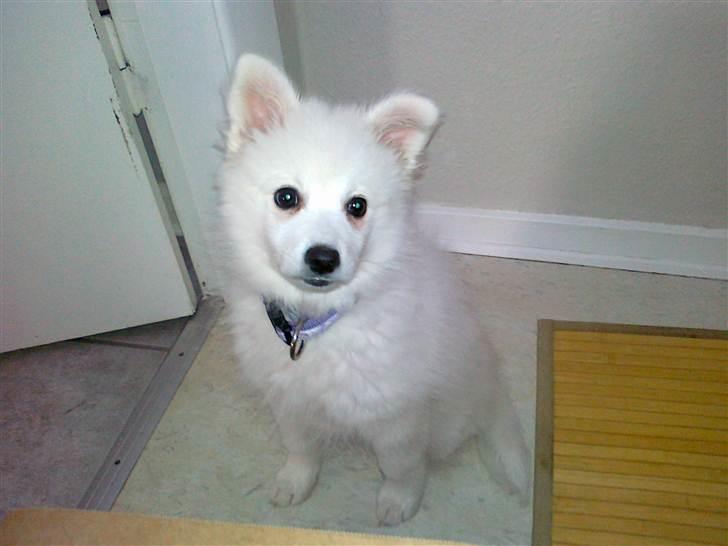 Japansk spids Nuka billede 7