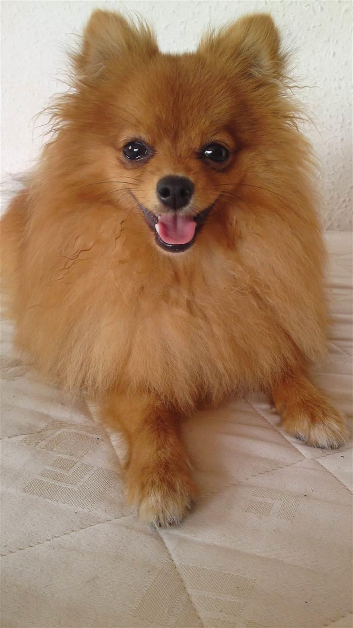 Pomeranian Tim *Død 20/4-2011* R.I.P billede 10