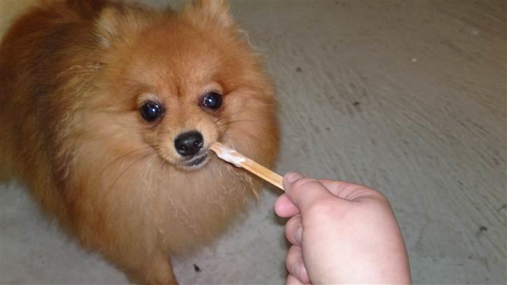 Pomeranian Tim *Død 20/4-2011* R.I.P billede 11