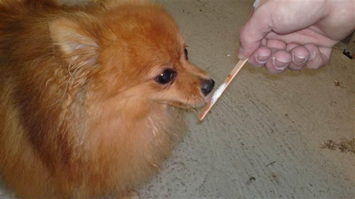 Pomeranian Tim *Død 20/4-2011* R.I.P billede 12