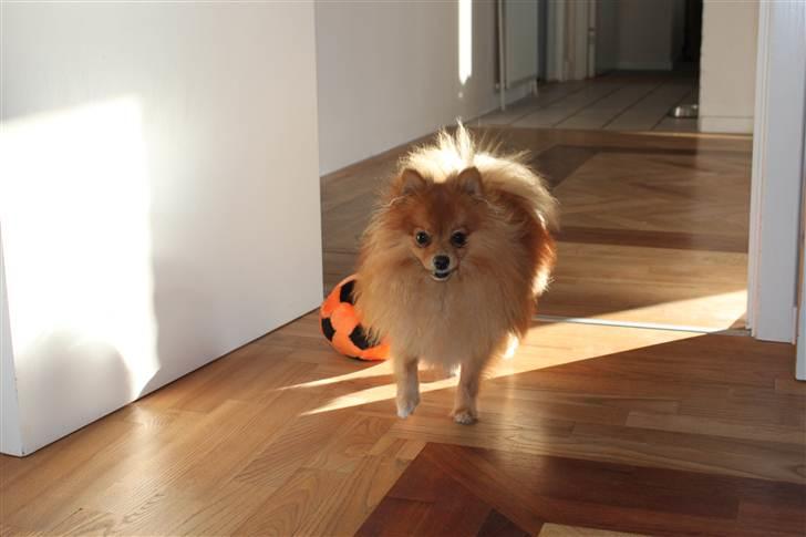 Pomeranian Tim *Død 20/4-2011* R.I.P billede 13
