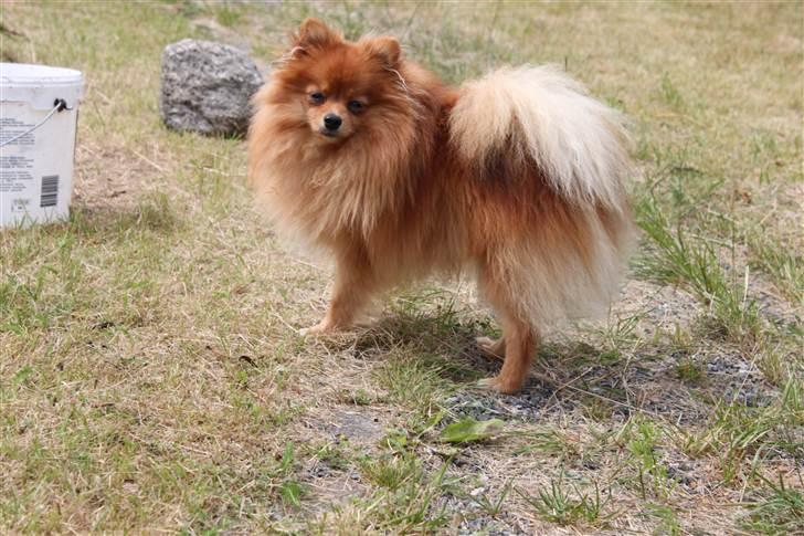 Pomeranian Tim *Død 20/4-2011* R.I.P billede 14