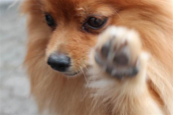 Pomeranian Tim *Død 20/4-2011* R.I.P billede 15