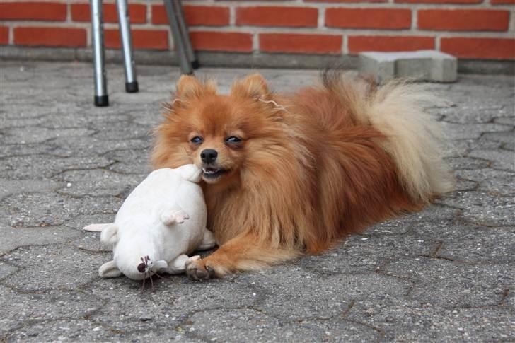 Pomeranian Tim *Død 20/4-2011* R.I.P billede 16