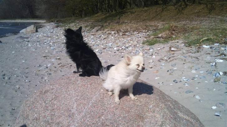 Pomeranian Saby:) (MIN) billede 12