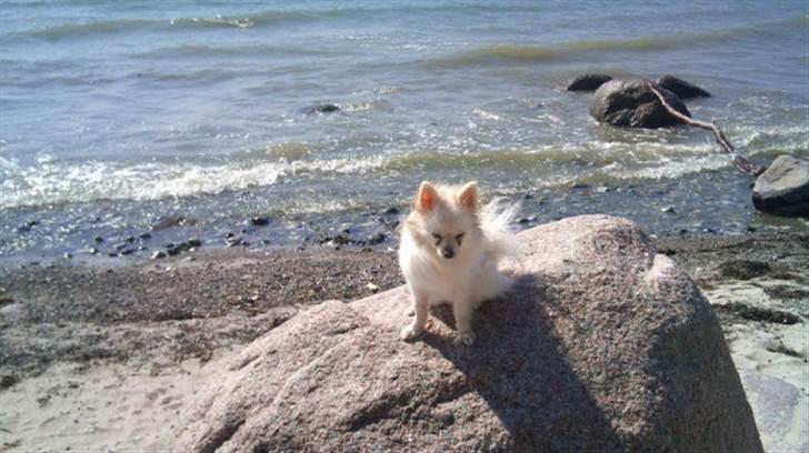 Pomeranian Saby:) (MIN) billede 13