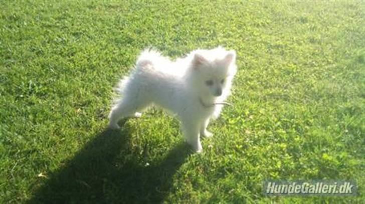Pomeranian Saby:) (MIN) billede 4