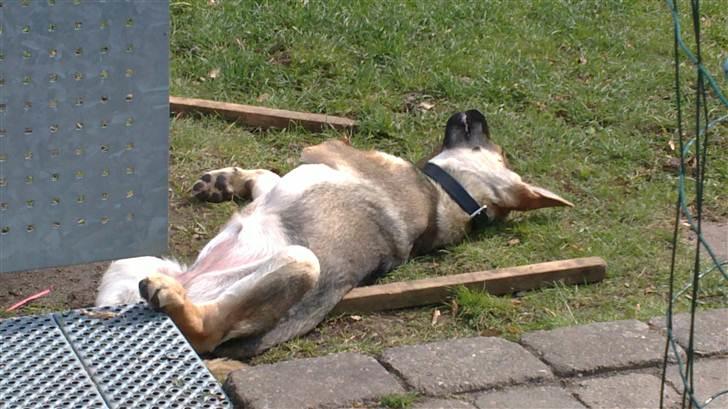 Schæferhund freja billede 10