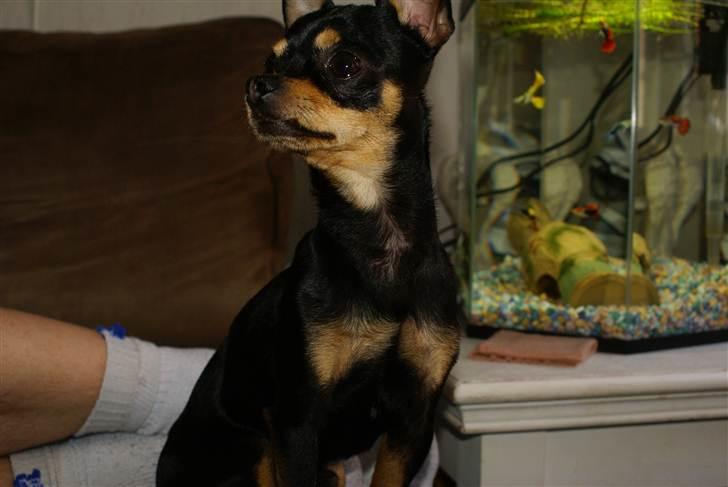 Chihuahua | Tyson - Mit allerførste billede efter jeg var flyttet hjem til kære Cecilie <3 billede 2