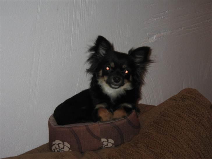 Chihuahua Tessa billede 4