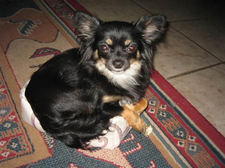 Chihuahua Tessa billede 5