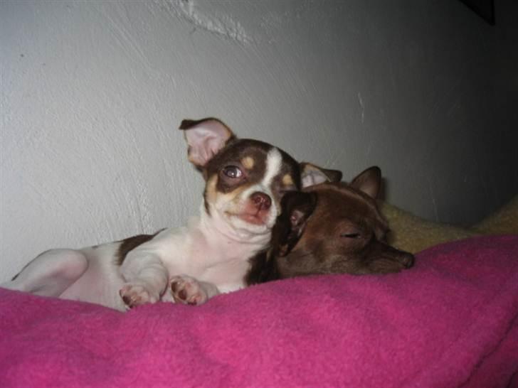 Chihuahua Püppi billede 7