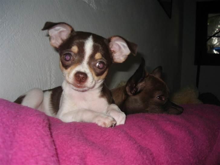 Chihuahua Püppi billede 6