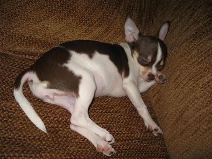 Chihuahua Püppi billede 5