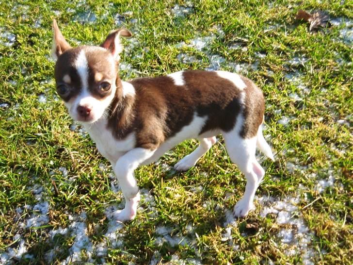 Chihuahua Püppi billede 11