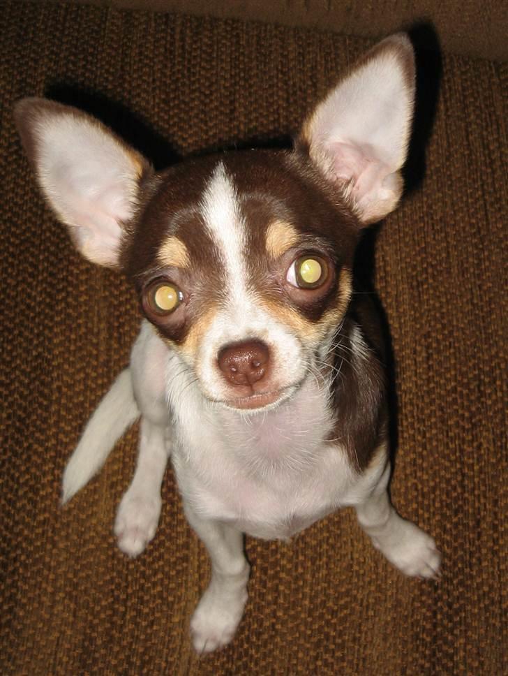 Chihuahua Püppi billede 3